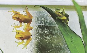 黄色のアマガエルと通常の緑色のアマガエル（右）
