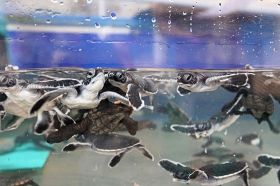 水槽を泳ぐウミガメの赤ちゃん（１７日、和歌山県串本町有田で）