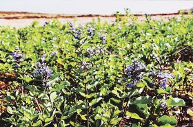 ハマゴウが青紫色の花　紀南の沿岸で群生