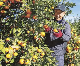 早生温州の「木熟みかん」を収穫する農家（１１日、和歌山県田辺市芳養町で）