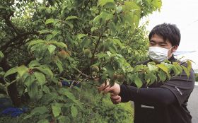 南高梅の実を調べる日高果樹技術者協議会の関係者（和歌山県みなべ町谷口で）