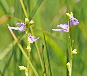 湿地に希少な食虫植物咲く　ホザキノミミカキグサ、和歌山県南部