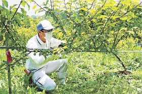 果肉赤い梅「露茜」増産へ　和歌山県うめ研、木の仕立て方を研究
