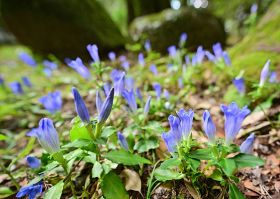【動画】アサマリンドウ群生が見ごろ　優美な青紫の花、和歌山・那智勝浦町の阿弥陀寺