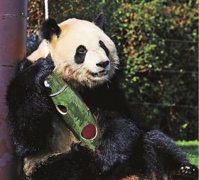 パンダに竹製の給餌器　ホワイトデーで贈る