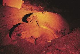 砂浜で産卵するアカウミガメ。今季はかなり少ないという（６日午後１０時ごろ、和歌山県みなべ町山内の千里の浜で）＝許可を得て赤色ライトで照らして撮影