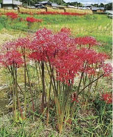 赤い花　景観彩る／印南　田のあぜにヒガンバナ