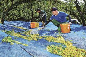 梅の収穫作業を手伝う県外から訪れた若者ら（和歌山県みなべ町清川で）