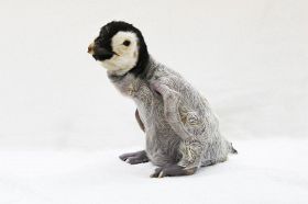 赤ちゃんペンギン公開へ　白浜のアドベンチャーワールド