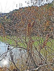 穂状の花が寒風に揺れる　湿地林の代表ハンノキ