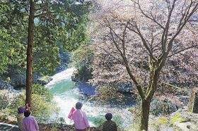 滝の拝の近くにあるクマノザクラの名木を眺める参加者ら（１４日、和歌山県古座川町小川で）