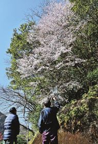 県道沿いで美しい花を咲かせているクマノザクラ（１７日、和歌山県田辺市下川で）