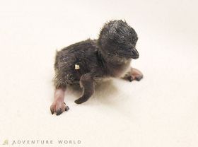 ２５日に生まれたフェアリーペンギンの赤ちゃん（アドベンチャーワールド提供）