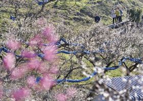 田辺梅林２月８日開園　期間中多彩なイベント