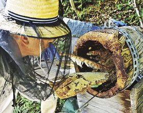 「ゴーラ」の中から蜜がしたたる巣を取り出す養蜂家（２２日、和歌山県串本町内で）