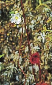 食虫植物咲き競う　紀南の農地にモウセンゴケ