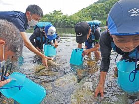伝統のウナギ石漁を体験　古座川支流で小学生４人
