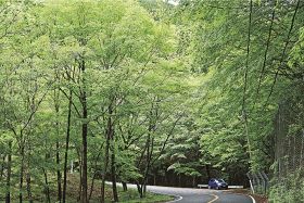 散策、ドライブ楽しもう／龍神村／山は新緑の季節