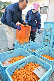 特産キンカン「大きく甘く」　串本の樫野で出荷始まる