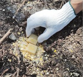 古座川町などに経口ワクチン埋める　野生イノシシの豚熱対策