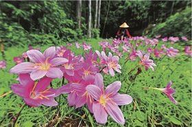 熊野古道「長尾坂」で群生しているサフランモドキの花（和歌山県田辺市長野で）