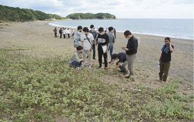 千里の浜で植物の種類や生え方などを調べる学生（１２日、和歌山県みなべ町山内で）