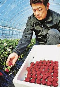 赤く色づいた県発祥のイチゴ「まりひめ」を収穫する農家（６日、和歌山県田辺市芳養町で）