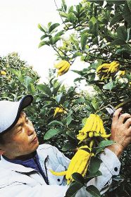 仏手柑の収穫を始めた農家（２７日、和歌山県田辺市中万呂で）