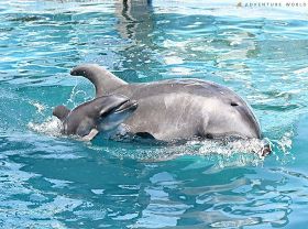 母親と一緒に泳ぐバンドウイルカの赤ちゃん（和歌山県白浜町で）＝アドベンチャーワールド提供