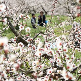 2月上旬の開花が予想される南高梅