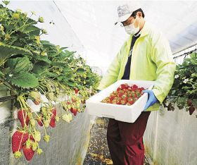 ハウス内で赤く色づいたイチゴの「まりひめ」を収穫する農家（２月２８日、和歌山県田辺市稲成町で）