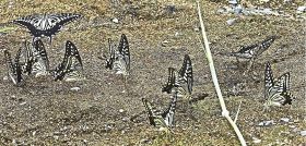 砂地に集まって吸水するアゲハチョウ（和歌山県田辺市上秋津で）