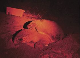 砂浜に上陸して卵を産むアカウミガメ（２０２１年７月、和歌山県みなべ町山内の千里の浜で）