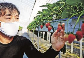 ハウス内で収穫本番を迎えたイチゴ（和歌山県田辺市中三栖で）