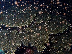 サンゴの産卵始まる　「群落の世界北限」串本の海、黒潮の影響で種類豊富