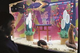 えとにちなみ海鼠２５匹展示　海中公園が特別水槽