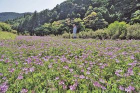 畑一面にレンゲの花／龍神村の小滝さん栽培