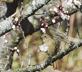 ジョウビタキ飛来　和歌山県田辺市、梅の木で餌探し