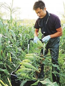 甘～い　トウモロコシ／白浜　富田地域で収穫最盛