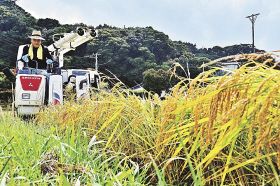 稲穂を刈り取る町地産地消米生産者組合の坂本渡副組合長（１１日、和歌山県串本町高富で）