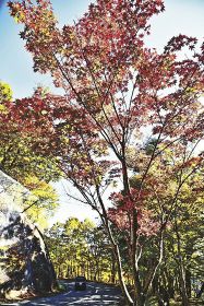 高野龍神スカイラインを彩る、赤く色づいた木々（２６日、和歌山県田辺市龍神村龍神で）