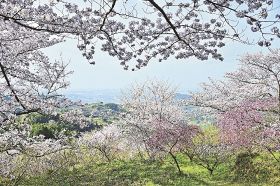 【動画】「天空の花園」満開　田辺市長野「ひるね茶屋」周辺