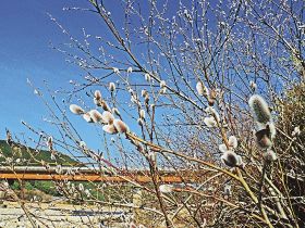 日置川沿いで花穂を付けたネコヤナギ（和歌山県白浜町口ケ谷で）