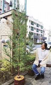イベント当日に子どもたちが飾り付けするスギのクリスマスツリー（和歌山県田辺市の銀座商店街で）