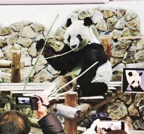 中国への旅立ちを前に最後の公開となった父パンダ「永明」＝２１日、和歌山県白浜町のアドベンチャーワールドで