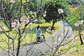 開花し始めたヒマラヤザクラ（16日、和歌山県田辺市たきない町で）