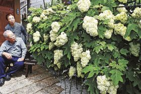 白い花の房咲く／田辺　カシワバアジサイ