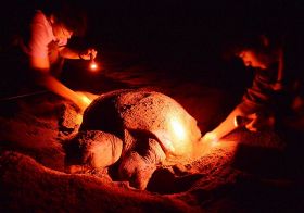 砂浜を掘って卵を産むアカウミガメ。ボランティアが、ウミガメが認識しにくい赤色のライトを照らして調査している（和歌山県みなべ町山内で）