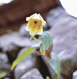 神社の石垣に咲くキイジョウロウホトトギスの花（１６日、和歌山県みなべ町滝で）
