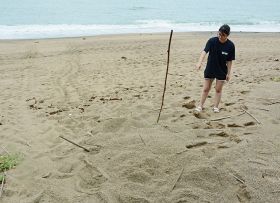 アカウミガメが産卵した千里の浜。跡が残っている（和歌山県みなべ町山内で）